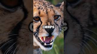 Cheetah meow facts animals animals trendingshorts [upl. by Siekram]