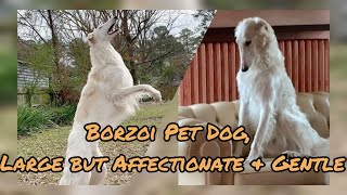 Can I Get A Borzoi Puppy As My Pet They are ABsolutely ADORABLE to Cuddle  Fun Cute Pets Bonding [upl. by Nitsuj604]