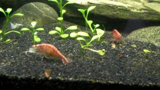 How to care for red cherry shrimp [upl. by Eisteb867]