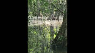 quotSWAMP LIFEquot Sparkleberry Swamp Santee SC [upl. by Fazeli]