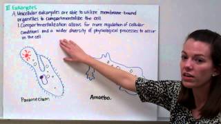 Introduction to Physiology Part 1 Prokaryotes vs Eukaryotes Fungi [upl. by Felicia260]