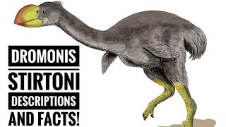 Dromornis stirtoni  Description and Facts [upl. by Oralie]