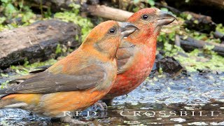 Red crossbill flock of birds drinks water [upl. by Ettenhoj7]