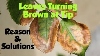 Plant leaves Turning Brownपोधौ की पत्तियों की टिप का जलना [upl. by Cunningham]