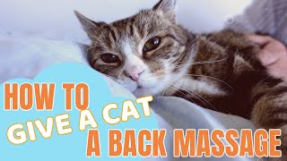 How to give a cat a back massage [upl. by Farland]