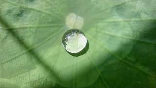 Idrofobicità delle foglie di Loto Hydrophobicity of lotus leaves [upl. by Salema554]