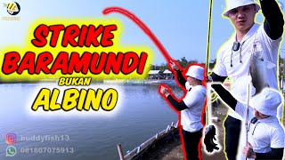 MANCING IKAN PREDATOR BUAT BAGI BAGI KE SUBSCRIBERR ❗❗ LETSGOO❗❗❗ [upl. by Sitrik]