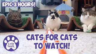 Cats Videos For Cats To Watch With Sound ➙ EPIC 3 HOURS  Cats Playing  Entertainment For Cats [upl. by Oscar]