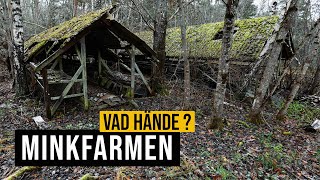 Minkfarmen  Vad hände [upl. by Analahs]