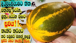 ලෙඩ රෝග රැසකට නියත සුවය සදන කැකිරි මාලුව මෙහෙම හදන්න  kakiri maluwa  kakiri curry  කැකිරි කරි [upl. by Rede558]