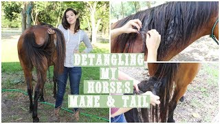 How To Detangle A Horses Mane and Tail  GIVEAWAY [upl. by Armyn]