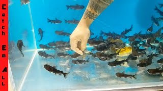 100 GULPER CATFISH Vs 100 GOLDFISH [upl. by Massab552]