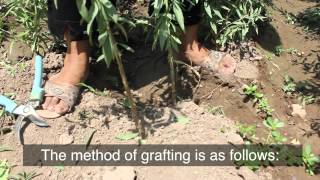 ATPs Outdoor Classroom How to Graft a Fruit Tree [upl. by Gladdy]