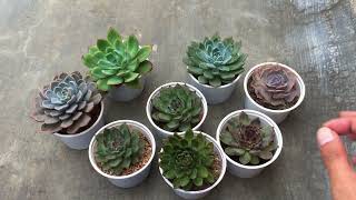 LET’S TALK ABOUT SOME MISTAKES WITH SUCCULENT KEEPING [upl. by El]