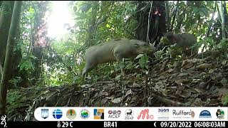 Two young male Togean Islands babirusas fighting [upl. by Grati89]