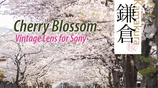 Vintage Lens on Sony a7iii 02  MeyerOptik Görlitz 100 Video amp Photo  Kamakura Cherry blossom [upl. by Irtak869]