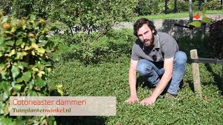 Cotoneaster dammeri of dwergmispel als bodembedekker  informatie [upl. by Yelsha]