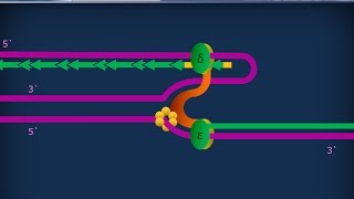 Citologia 27  Replicazione del DNA [upl. by Alasdair704]