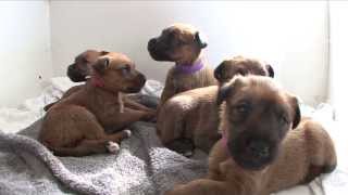 Irish Terrier Puppies  age 4 weeks [upl. by Eniac563]