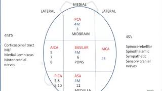 Neurology lesions for USMLE [upl. by Adiol]