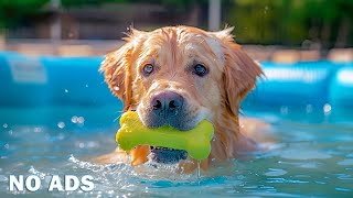 Calming TV for Dogs 🐶 Relaxing Music 🎵 and Visuals for StressFree Pups [upl. by Akirehs]