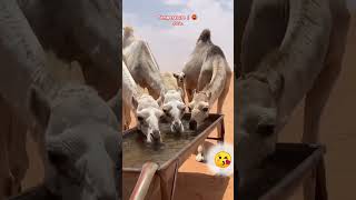 MashAllah Camel 🐪 drinking water at high temperature 🌡️🤒🤲youtubeshorts millionviews [upl. by Therron157]