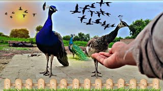 Mor ki khorak  peacock best feeding video forever  peacock feed  peacocks [upl. by Llenel673]