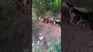 Prencess Going to Grazing himalayangoat goat himalayanvillagelife animals nature himalyanlife [upl. by Onairelav601]