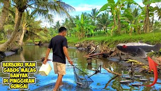 berburu ikan gabus malas dapat banyak di pinggiran sungai [upl. by Bogosian]