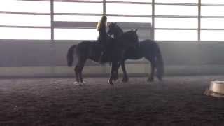 Andalusian Lipizzan Dressage Horse Performs with Friesian Horse at Liberty  Sandra Beaulieu [upl. by Macmahon]