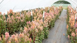 Celosia Greenhouse Tour [upl. by Huba]