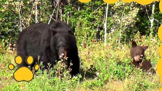 Observation dun Ours Noir 🐻 avec son Bébé 👶 au Yukon Canada  Les animaux sauvages [upl. by Einahpehs]