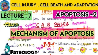 Mechanism of apoptosis 1  apoptosis Robbins pathology MCWA [upl. by Shalne]