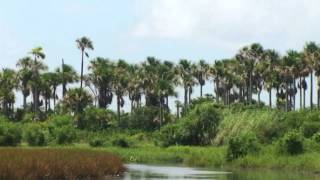 Nariva Swamp  A Documentary [upl. by Asuncion]