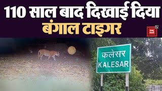 Kalesar National Park में 110 साल बाद दिखा टाइगर जंगल में लगे फ्लैश एंड क्लिक कैमरे में हुआ कैद [upl. by Notgnirra248]