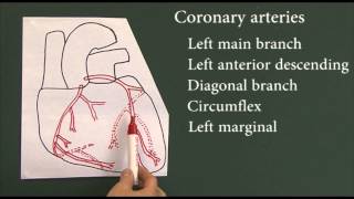 Heart disease 9 Coronary arteries [upl. by Reklaw]