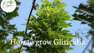 How to grow Gliricidia [upl. by Oivatco]