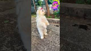 THIS IS SO AWESOME 😲 shorts INSANE DOG TRICK [upl. by Ikkin]