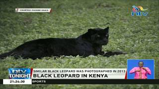 Rare occurrence as black leopard is spotted in Laikipia County [upl. by Aisatsan402]