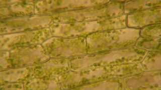 Cytoplasmic Streaming in Elodea [upl. by Scholem]