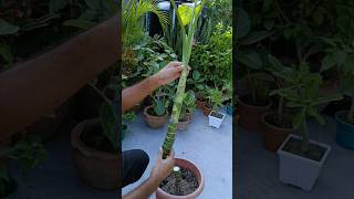 Dieffenbachia Propagation Cutting amp Rooting shorts dieffenbachia cuttingfruit [upl. by Gnemgnok]