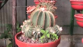 Vivero Productor de Cactus Italianoמפיק משתלת קקטוסים איטלקי [upl. by Drislane515]