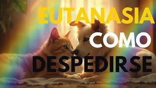 Cómo PREPARAR a TU MASCOTA para la EUTANASIA [upl. by Nirmak]