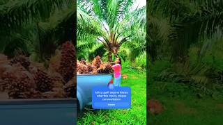 Palm oil harvesting cute girlhttpsyoutubecomcultivation1siCKXkRBVklVj6FD1 [upl. by Tteirrah84]