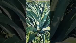 Agave attenuata nature agave agaveplant shortvideo youtubeshorts naturelovers shorts [upl. by Egrog876]