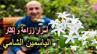 الياسمين الشامي من زراعة و رعاية و إكثار [upl. by Eladnek]