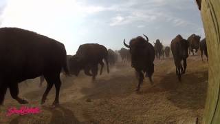 South Dakota 2012 Buffalo Roundup [upl. by Belier]