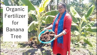 Organic fertilizer for Banana  How to fertilize banana  Organic Fertilizer and Manure Application [upl. by Anelav]