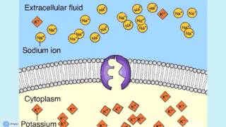 Lezione su Trasporto Attraverso Membrana Cellulare [upl. by Lotson850]