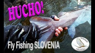 Hucho Fishing Awesome Hucho caught on a Fly Rod [upl. by Gennaro455]